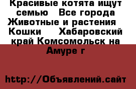 Красивые котята ищут семью - Все города Животные и растения » Кошки   . Хабаровский край,Комсомольск-на-Амуре г.